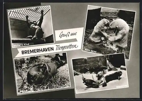 AK Bremerhaven, Eisbären, Affen und Seehund in den Tiergrotten