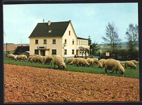 AK Winkelbach /Westerwald, Gasthaus-Pension A. Schmelter, mit weidenden Schafen