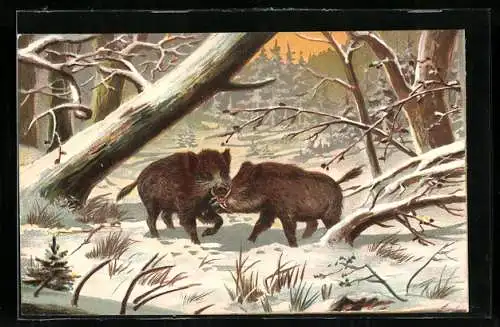AK Winterlich verschneite Waldpartie mit zwei Wildschweinen