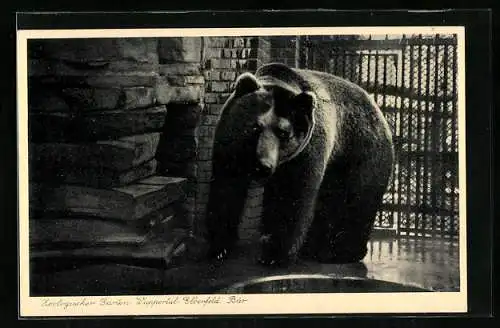 AK Wuppertal-Elberfeld, Zoo, Bär hinter Gittern