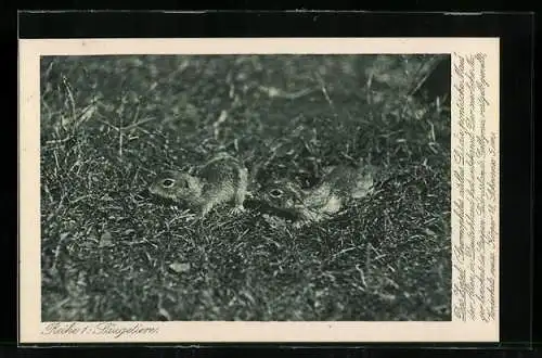 AK Zwei Ziesel in freier Natur