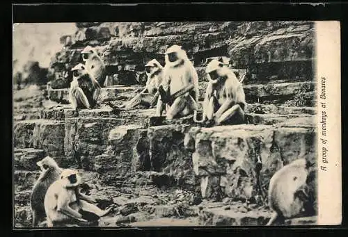 AK Benares, A group of monkeys