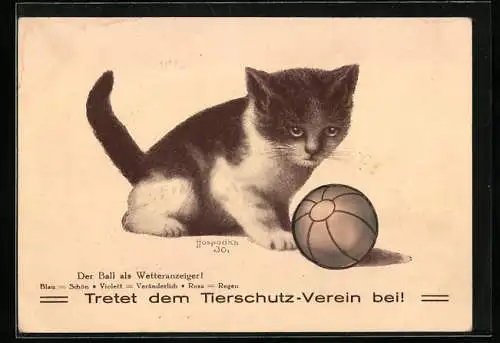 AK Kätzchen mit Ball, Wetteranzeiger, Tierschutz-Verein
