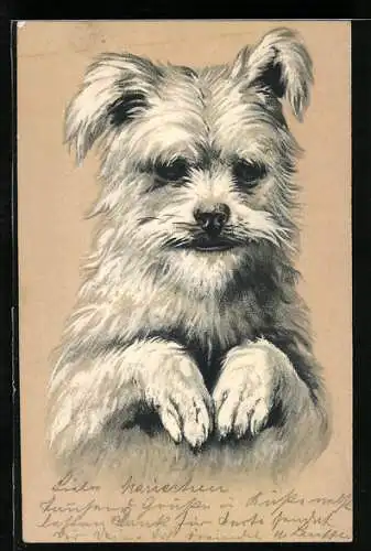 AK Weisser Terrier macht Männchen