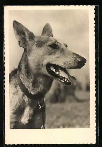 AK Junger Schäferhund mit geöffneter Schnauze