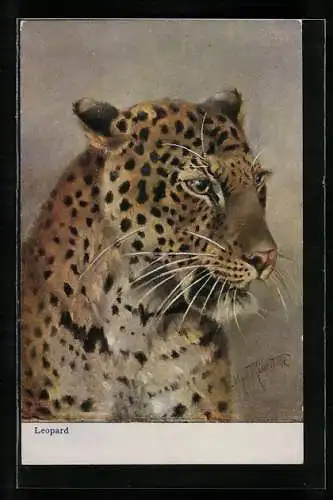 Künstler-AK fauchender Leopard