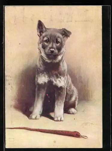 AK The Elkhound, Portrait