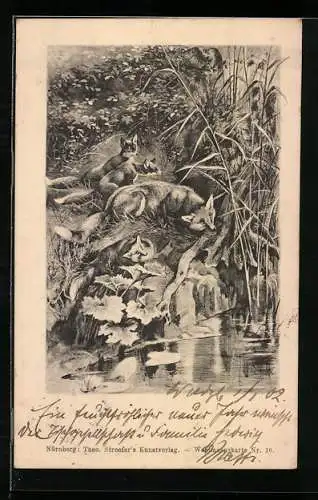 AK Fachsfamilie auf Entenjagd