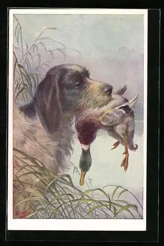 AK Jagdhund mit erlegter Wildente im Maul