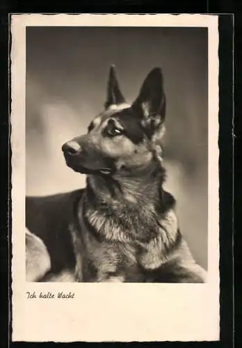 AK Porträt eines Schäferhunds mit aufmerksamen Blick