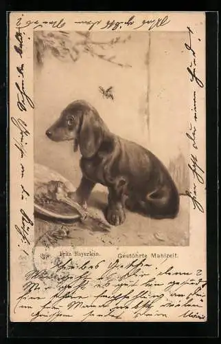 AK Dackel Fritz Bayerlein, Gestöhrte Mahlzeit