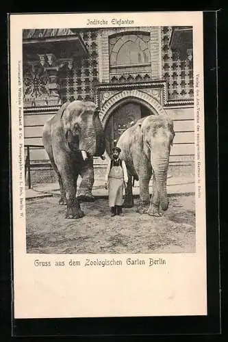 AK Berlin, Zoologischer Garten, Pfleger mit Elefanten