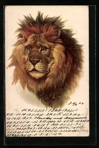 AK Männlicher Löwe mit imposanter Mähne