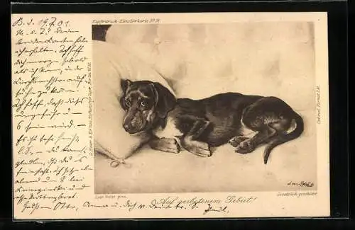 Künstler-AK Dackel Auf verbotenem Gebiet! (im Bett)