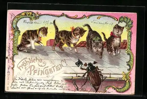 Lithographie Maikäfer grüsst vier Kätzchen auf einem Dach, Pfingstgruss