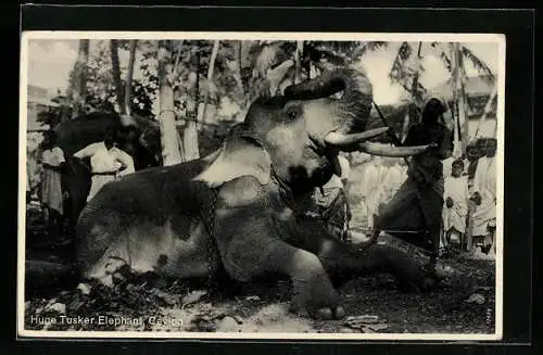AK Ceylon, Huge Tusker Elephant