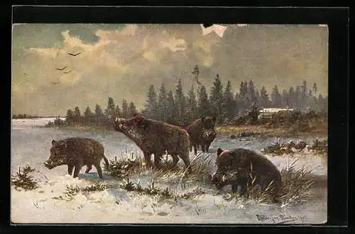 Künstler-AK M. Müller jun.: Wildschweine bei der Futtersuche im Winter