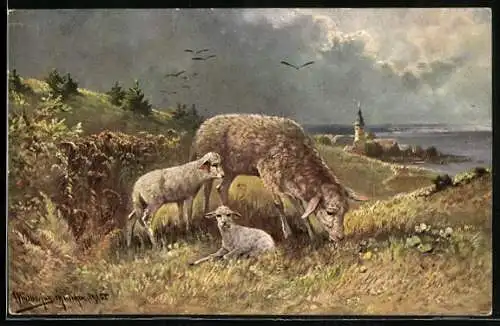 Künstler-AK M.Müller jun.: Schafsfamilie