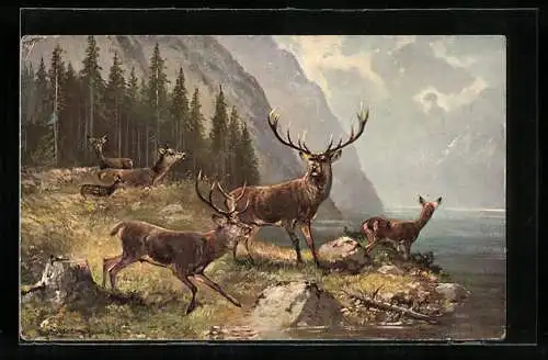 Künstler-AK M.Müller jun.: Hirsch und Rehe auf der Waldlichtung