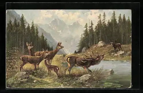 Künstler-AK M. Müller jun.: röhrender Hirsch und Hirschkühe am Wasser