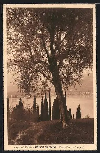 AK Salò /Lago di Garda, Golfo di Salo, Fra ulivi e cipressi