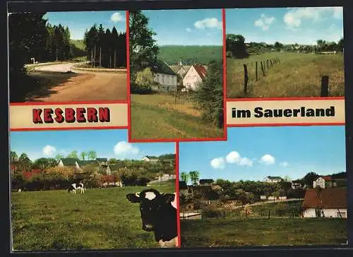 AK Kesbern im Sauerland, Teilansicht vom Ort, Strassenpartie, grasende Kühe