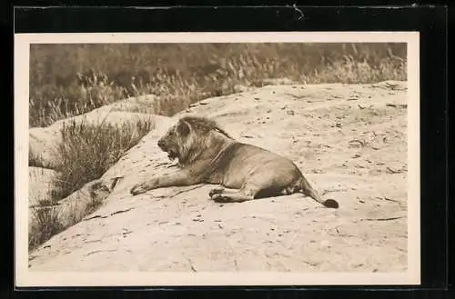 AK Löwe auf einer Felsenplatte in Afrika