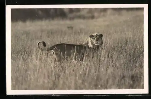AK Männlicher Löwe in freier Wildbahn