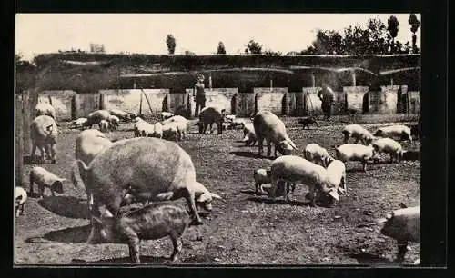 Foto-AK Schweinemastanlage, Wiese mit Schweinen, Gebäude und Bauern