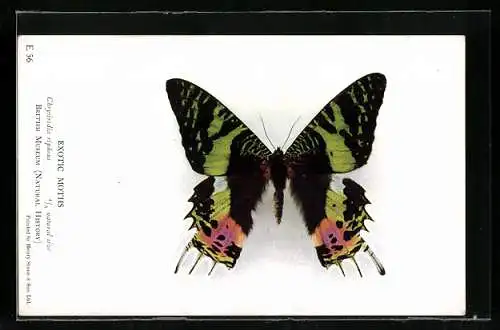 AK Schmetterling der Art Chrysiridia ripheus