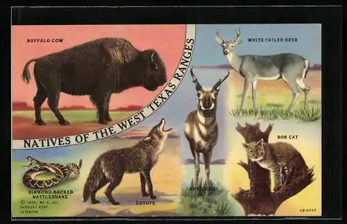AK West Texas, Natives of the West Texas Ranges, Buffalo Cow, Bob Cat