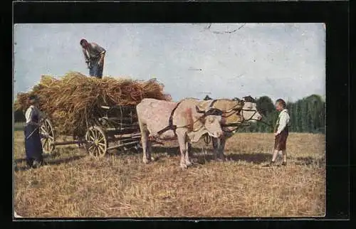 AK Bauern mit einem Ochsengespann auf dem Feld