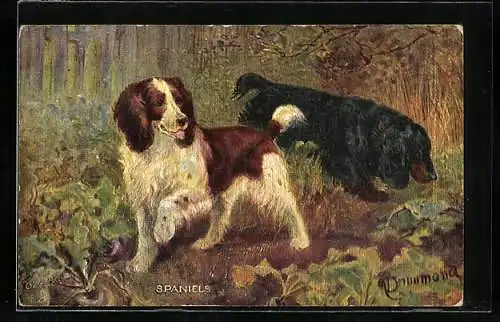 AK Spaniels im Wald