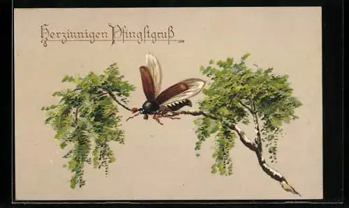 Künstler-AK Maikäfer mit ausgebreiteten Flügeln auf einer Birke, Pfingstgruss