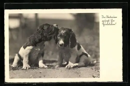 AK Zwei Spanielwelpen zeigen ihre Zuneigung