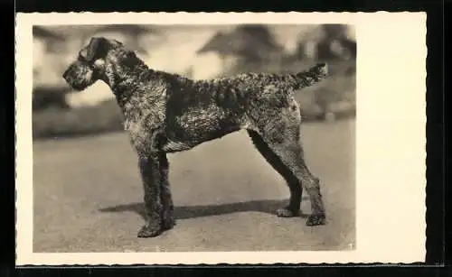 AK Terrier freut sich auf sein Herrchen