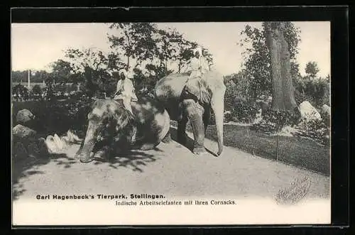 AK Stellingen, Carl Hagenbeck`s Tierpark, Indische Arbeitselefanten mit ihren Cornacks