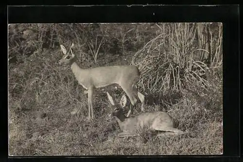 AK Zwei junge Rehe auf einem Wiesengelände