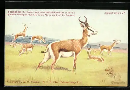 AK Südafrika, Zambesi-Gebiet, Springböcke in freier Wildbahn