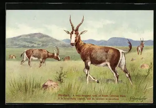 AK Südafrika, Buntböcke in freier Wildbahn