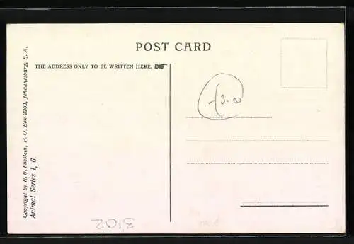 AK Südafrika, Buntböcke in freier Wildbahn