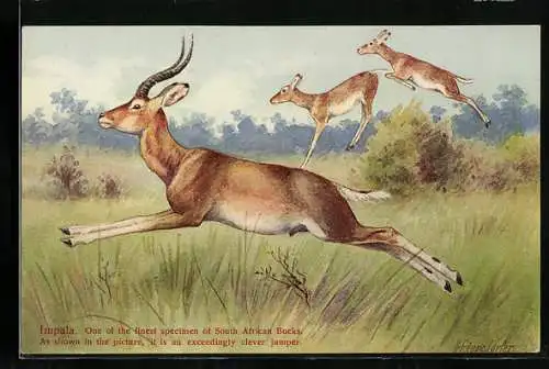AK Südafrika, Springende Impalas in freier Wildbahn