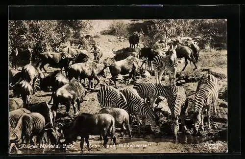 AK Kruger National Park, Zebras and Wildebeeste