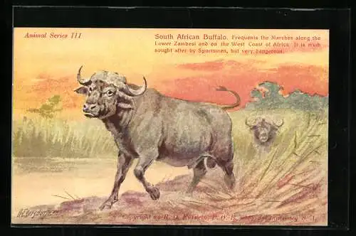 AK South Africa, South African Buffalos