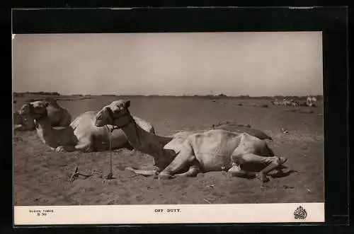 AK Ausruhende Kamele in der Wüste