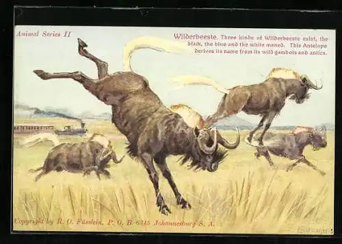 AK Wilderbeeste, Gnus auf einer Wiese