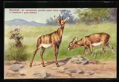 Künstler-AK sign. H. Egersdorfer: Steenbok, Antilopen blicken sich sichernd um