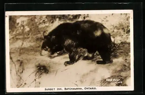 AK Sunset Inn, Batchawana, Ontario, Black Bear
