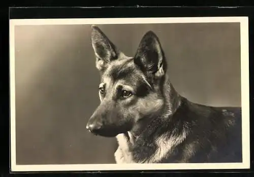 AK Porträt Schäferhund