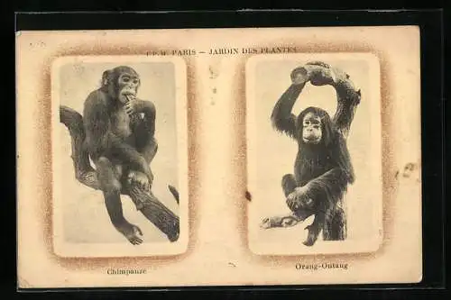 AK Paris, Jardin des Plantes, Chimpanze, Orang-Outang